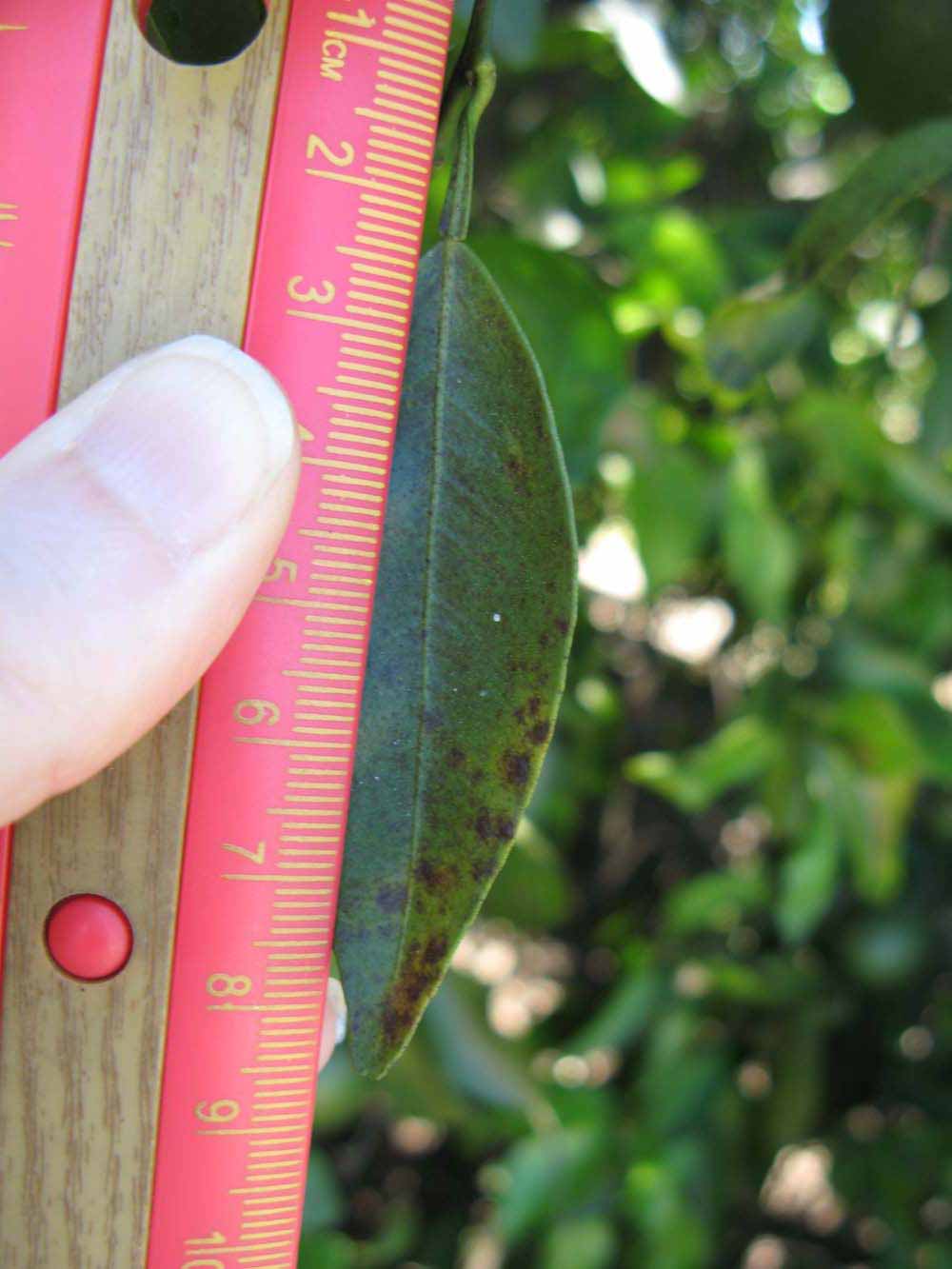             Unifoliolate leaf (Winter Haven, FL)       